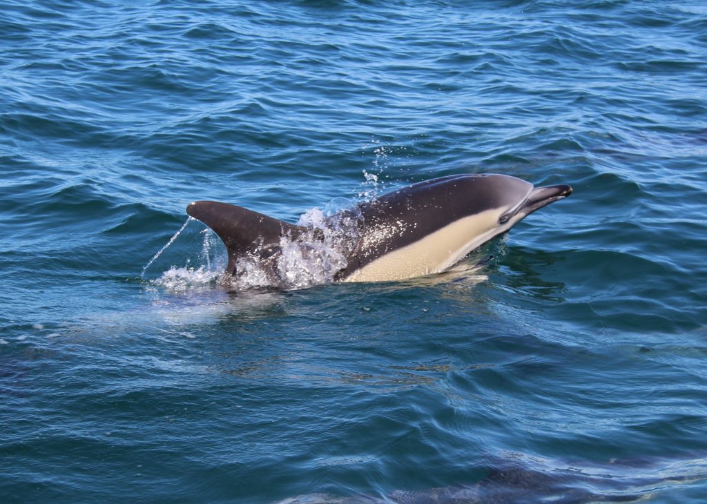 dolphin watching in the algarve